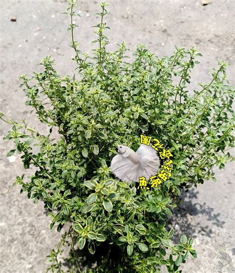 葉子有香味的樹|香草植物大全：種類、香味、用途與栽培妙技 